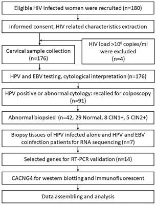 Role of Epstein-Barr Virus and Human Papillomavirus Coinfection in Cervical Intraepithelial Neoplasia in Chinese Women Living With HIV